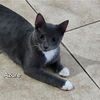 adoptable Cat in Ruskin, FL named Azure