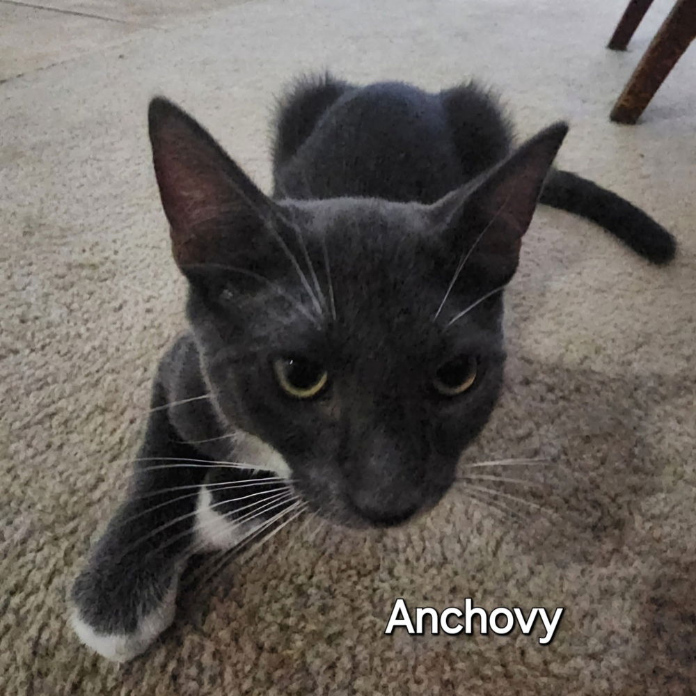 adoptable Cat in Ruskin, FL named Anchovy