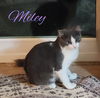 adoptable Cat in Ruskin, FL named Miley