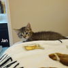 adoptable Cat in Ruskin, FL named Jan