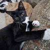 adoptable Cat in ruskin, FL named Peanut
