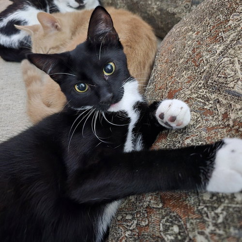 PEANUT - Domestic Short Hair available for adoption