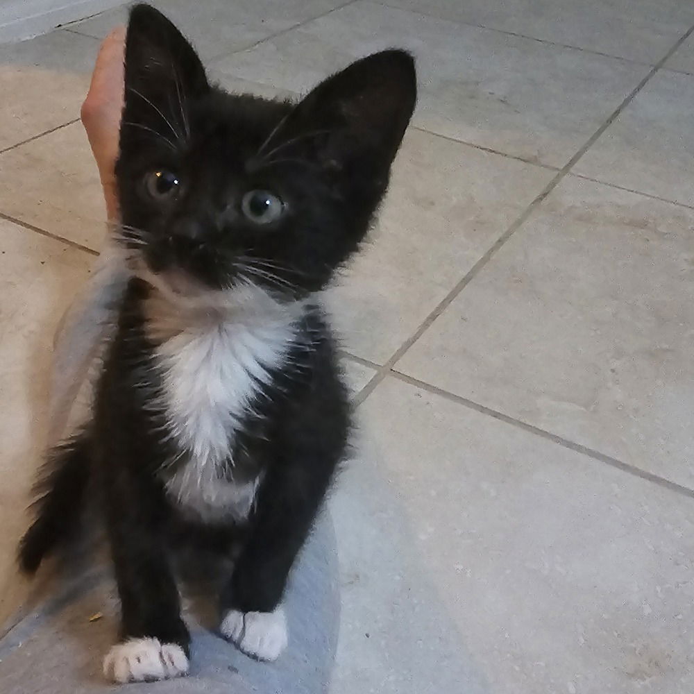 adoptable Cat in Ruskin, FL named Peanut