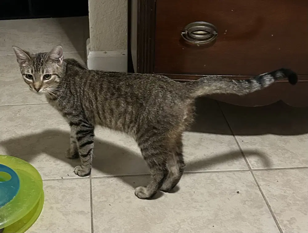 Zuzu - Domestic Short Hair