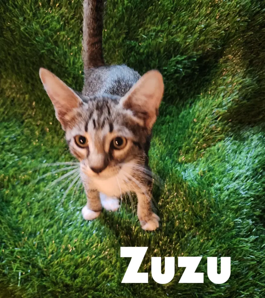 Zuzu image 2