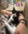 adoptable Cat in , FL named Mark