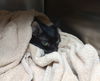 adoptable Cat in ruskin, FL named Tabatha