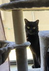 adoptable Cat in ruskin, FL named Max