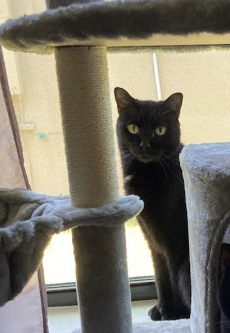 MAX - Domestic Short Hair available for adoption