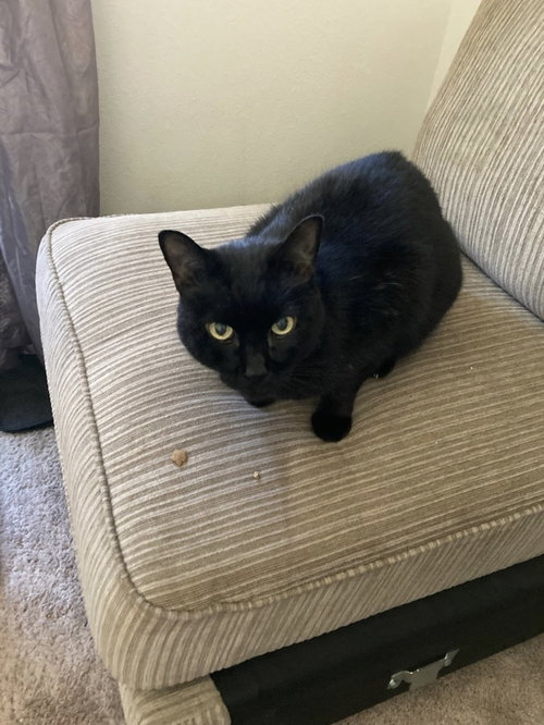 MAX - Domestic Short Hair available for adoption