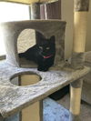adoptable Cat in ruskin, FL named Sadie