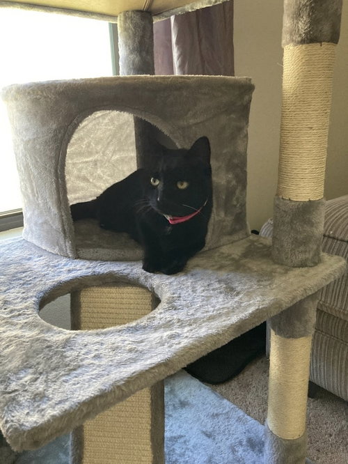 picture of the cat needing adoption