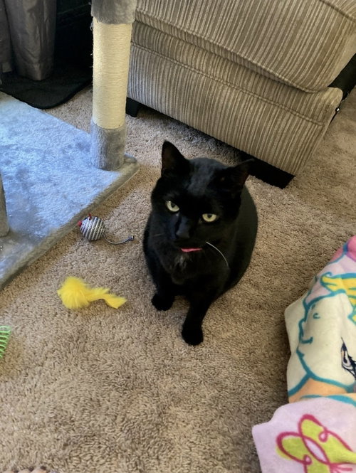 SADIE - Domestic Short Hair available for adoption