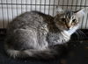 adoptable Cat in ruskin, FL named Pablo