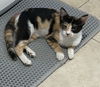 adoptable Cat in ruskin, FL named Jodi
