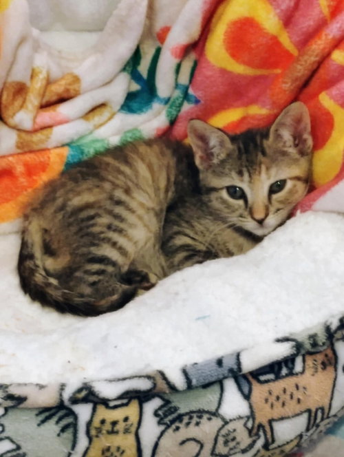picture of the cat needing adoption