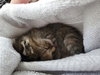 Poppi - Photo 2