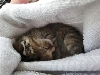 POPPI - Domestic Short Hair available for adoption