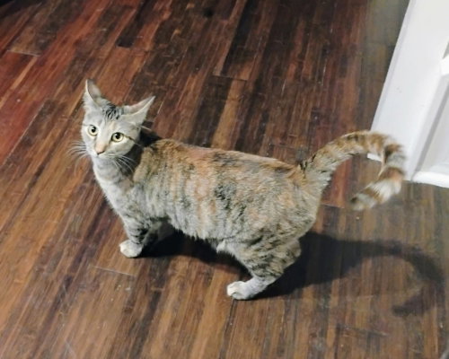 Poppi, Adult Domestic Short Hair (short coat), cat for adoption in Largo, Florida
