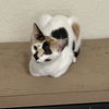 adoptable Cat in ruskin, FL named JoJo