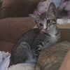 adoptable Cat in ruskin, FL named Salsa