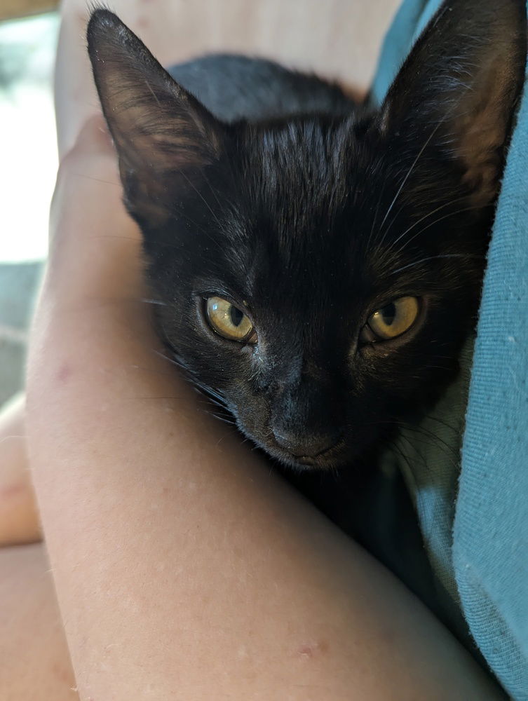 adoptable Cat in Ruskin, FL named Oogie Boogie