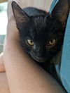 adoptable Cat in ruskin, FL named Oogie Boogie