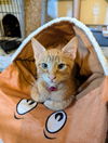 adoptable Cat in ruskin, FL named Punkin Spice