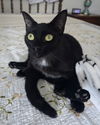 adoptable Cat in ruskin, FL named Miss Moneypenny