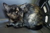 adoptable Cat in ruskin, FL named Parcheesi