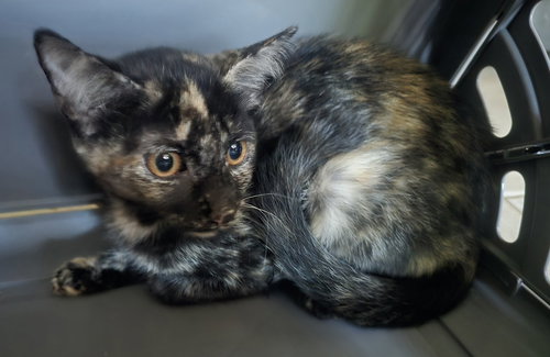 PARCHEESI - Domestic Short Hair available for adoption