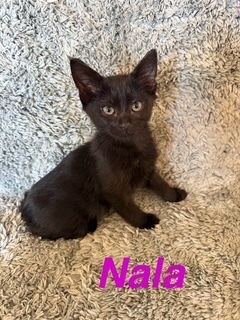 adoptable Cat in Ruskin, FL named Nala