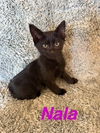adoptable Cat in ruskin, FL named Nala