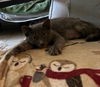 adoptable Cat in ruskin, FL named Dos