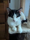 adoptable Cat in ruskin, FL named Mew-Mew