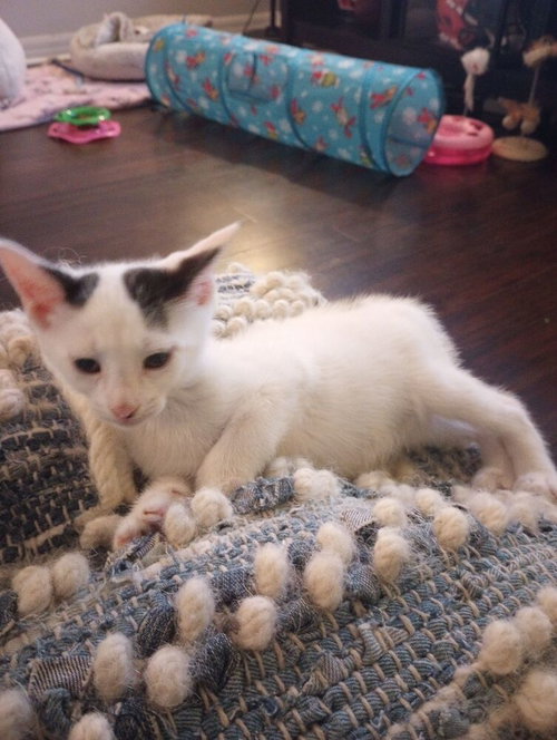 PHILLIP - Domestic Short Hair available for adoption
