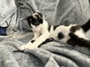 adoptable Cat in ruskin, FL named Patches