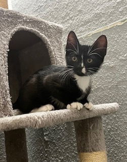 adoptable Cat in Ruskin, FL named Ducky