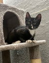 adoptable Cat in ruskin, FL named Ducky
