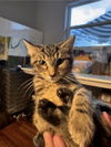 adoptable Cat in ruskin, FL named Squid
