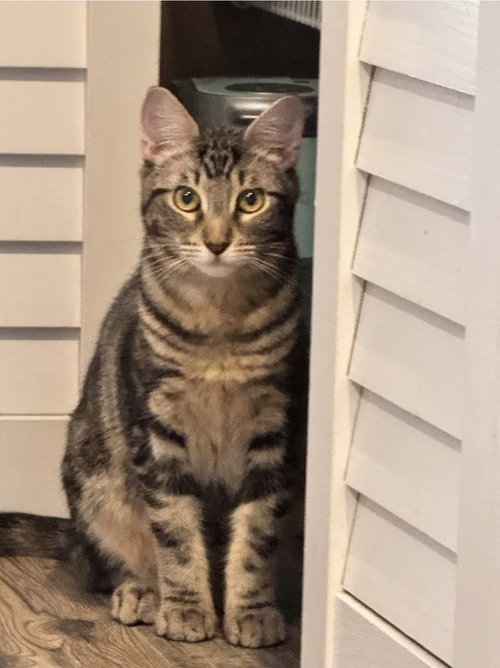 SQUID - Domestic Short Hair available for adoption