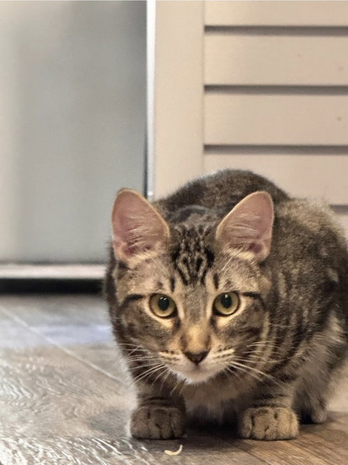 SQUID - Domestic Short Hair available for adoption