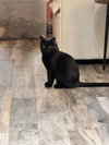 Binx - Photo 1