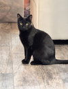 Binx - Photo 2