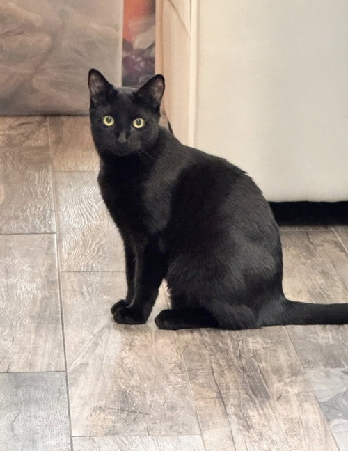 BINX - Domestic Short Hair available for adoption