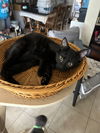 adoptable Cat in ruskin, FL named Moana