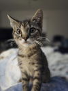 adoptable Cat in ruskin, FL named Ford