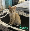 adoptable Cat in ruskin, FL named Rocky