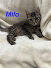 adoptable Cat in ruskin, FL named Milo