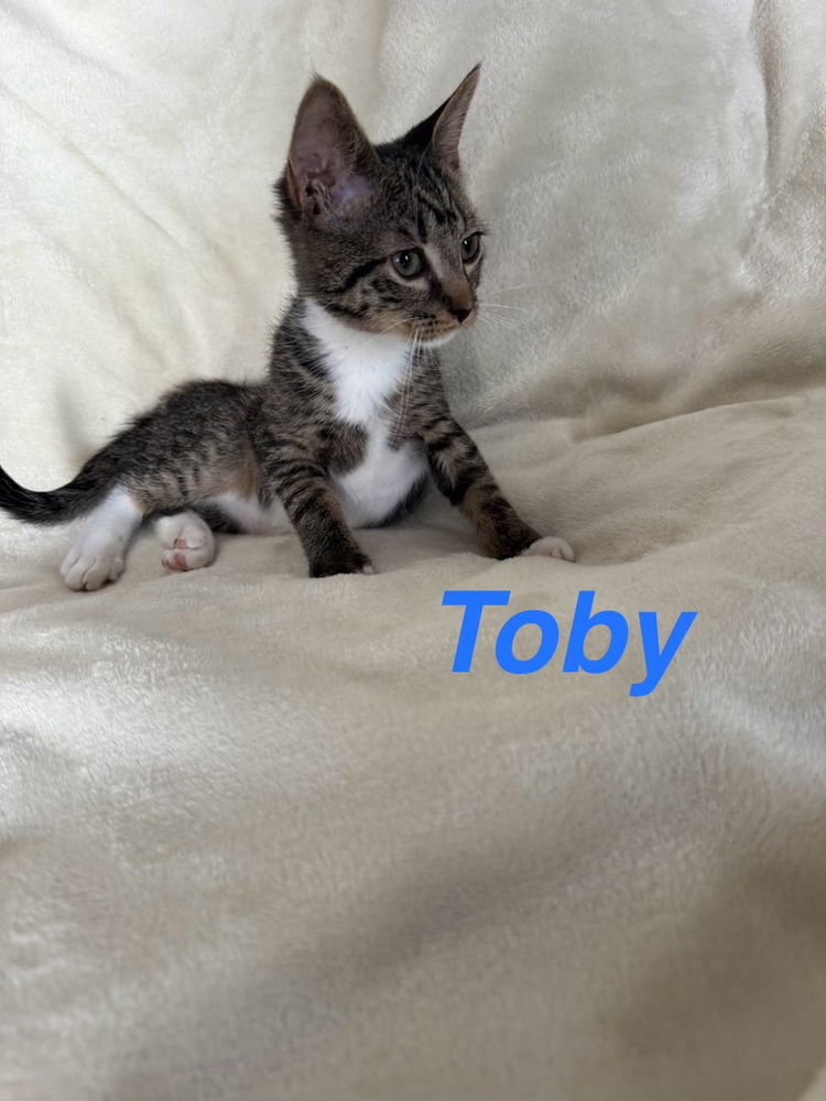 adoptable Cat in Ruskin, FL named Toby